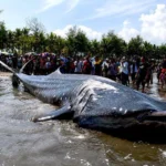 A Giant’s Final Journey: Investigating the Recurring Stranding of Whale Sharks in Cilacap
