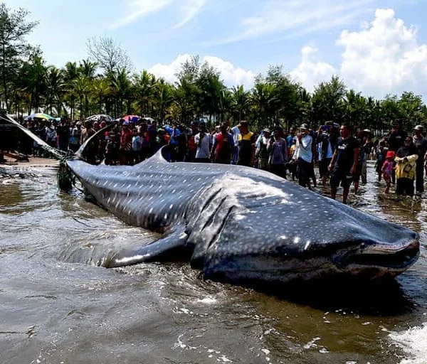 A Giant’s Final Journey: Investigating the Recurring Stranding of Whale Sharks in Cilacap