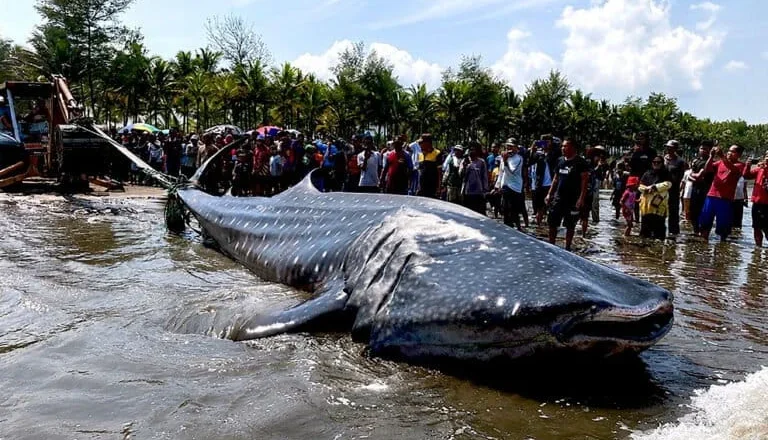 A Giant’s Final Journey: Investigating the Recurring Stranding of Whale Sharks in Cilacap