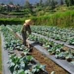 Living in the Shadow of the Volcano: Resilience and Adaptation on the Slopes of Mount Marapi