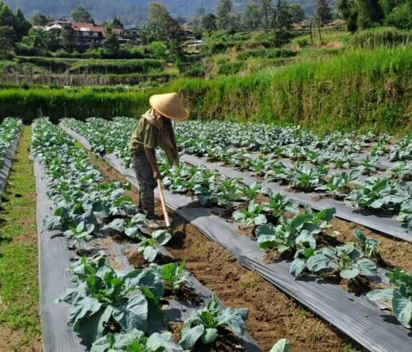 Living in the Shadow of the Volcano: Resilience and Adaptation on the Slopes of Mount Marapi