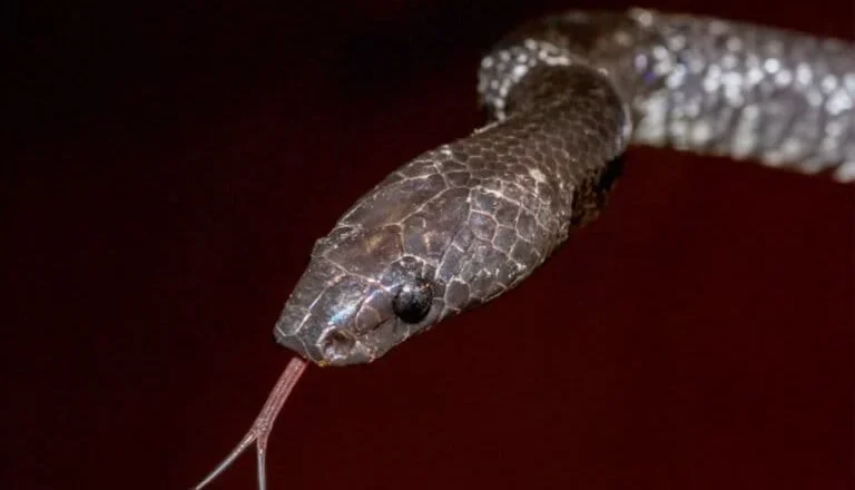 The Ghost of the Sulawesi Forests: Unveiling the Enigma of Lycodon stormi