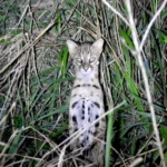 The Silent Extinction: How Hybridization and Human Interference Threaten Indonesia’s Wild Cats
