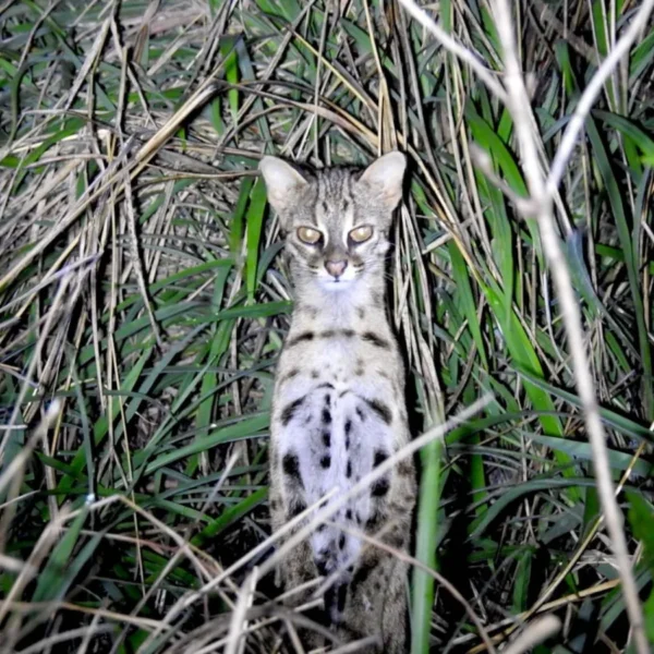 The Silent Extinction: How Hybridization and Human Interference Threaten Indonesia’s Wild Cats