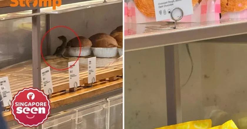 Uninvited Guest: Monitor Lizard Causes Commotion at Singaporean Bakery