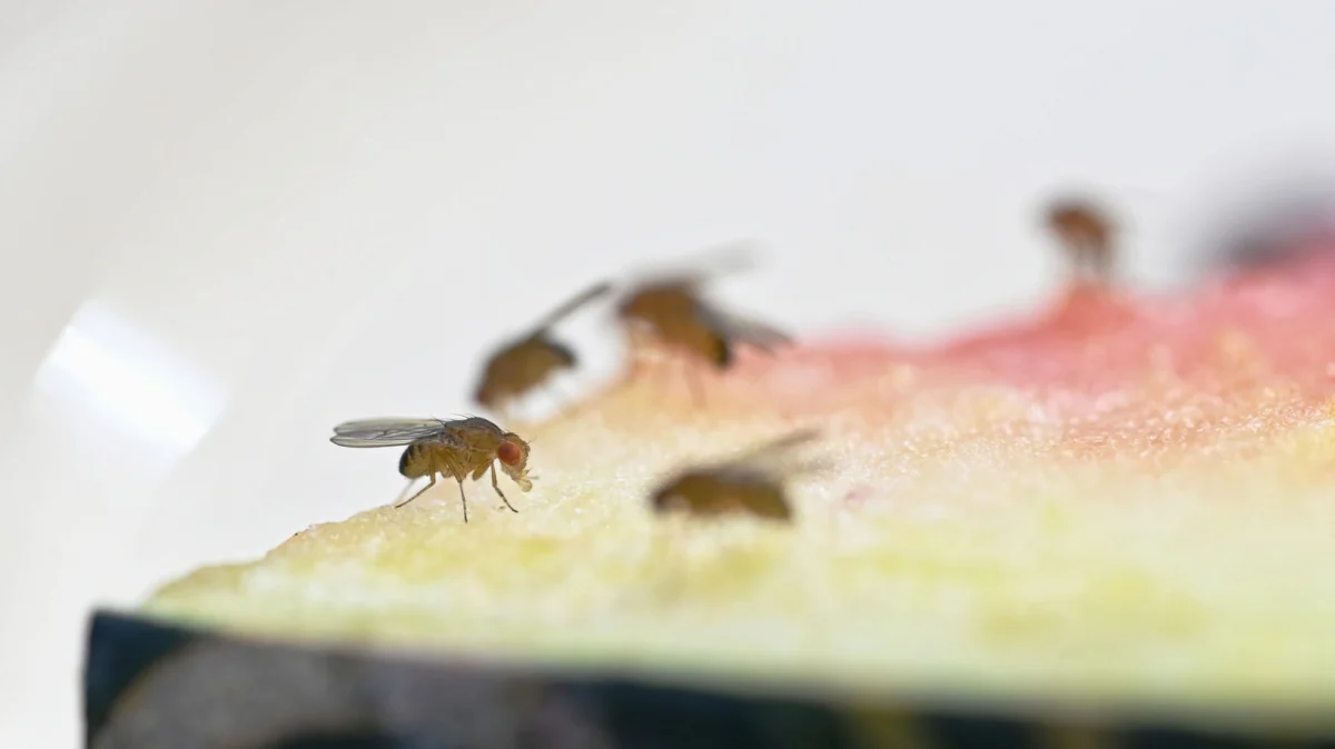 The Persistent Kitchen Intruder: A Comprehensive Guide to Eliminating Fruit Flies