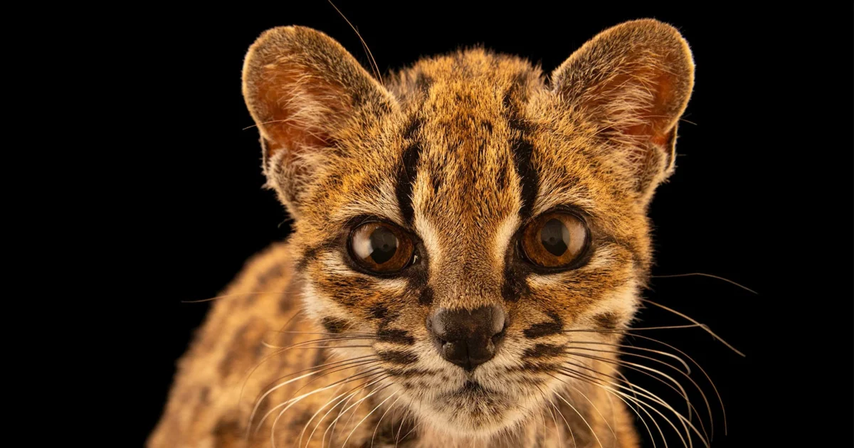 A Decade in the Shadows: Leopardus tilcayo Revealed as the First New Living Cat Species Discovered in a Century