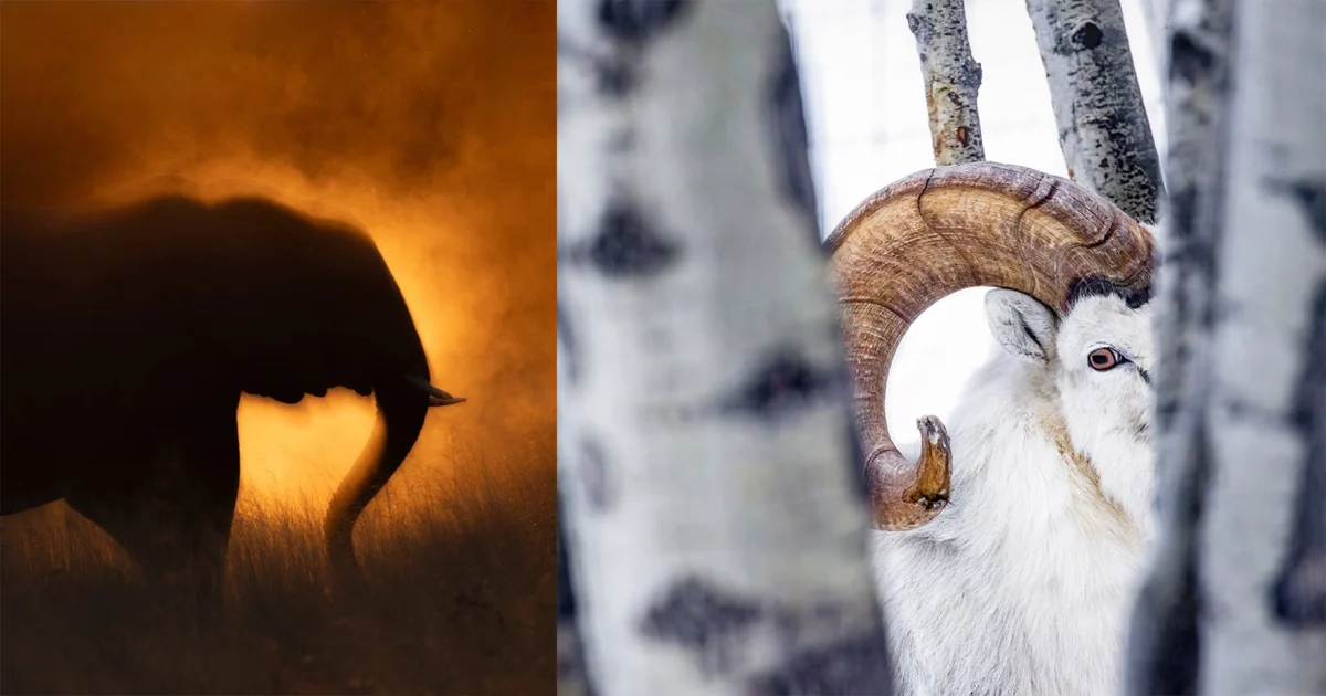 The Magic of Mystery in Photography: Why What You Leave Unseen Matters Most