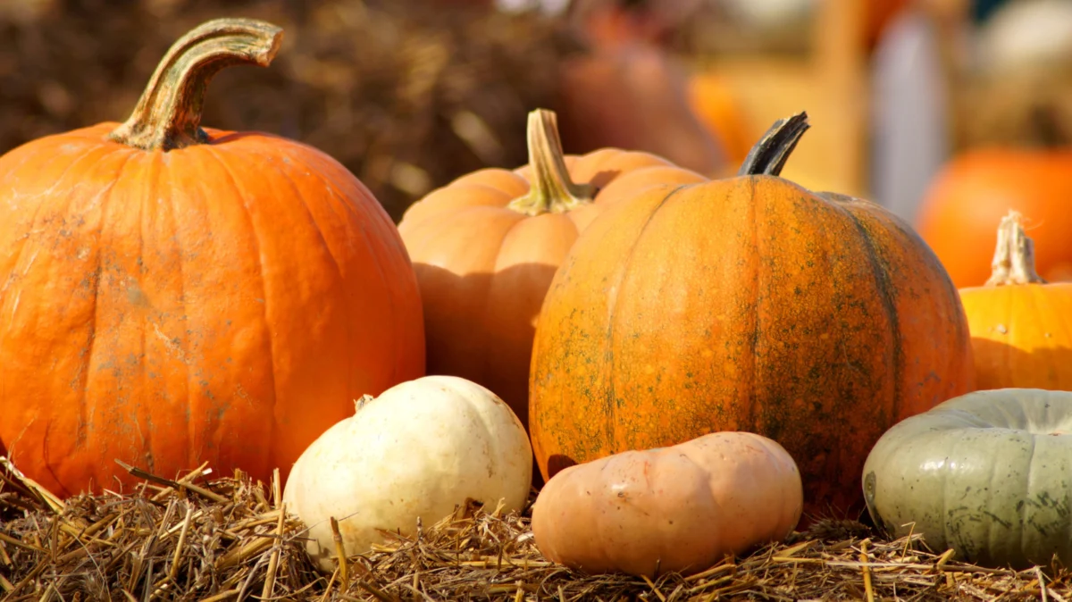The Ultimate Guide to Working with Fresh Pumpkin: Why a Heavy Cleaver is the Kitchen Secret Every Cook Needs