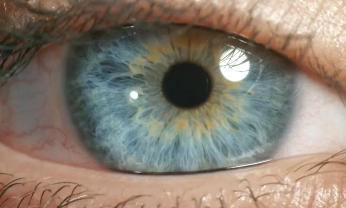 Beyond the Spectrum: The Enigmatic Science of Subjective Color Perception and the Limits of Human Vision